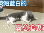 “喵星吐语”：打不过就吐口水的猫的趣味日常